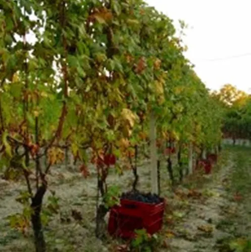 Agriturismo Foravia *